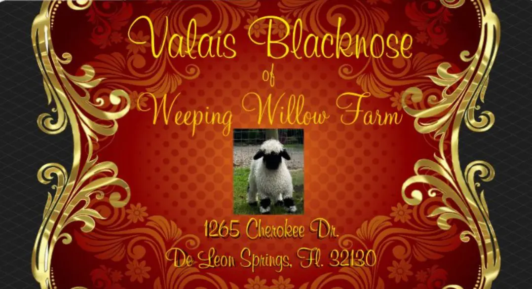 Logo featuring Valais Blacknose sheep at Weeping Willow Farm with address.