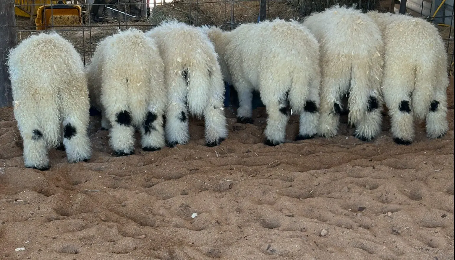 Valais Black Nose of Weeping Willow Farm