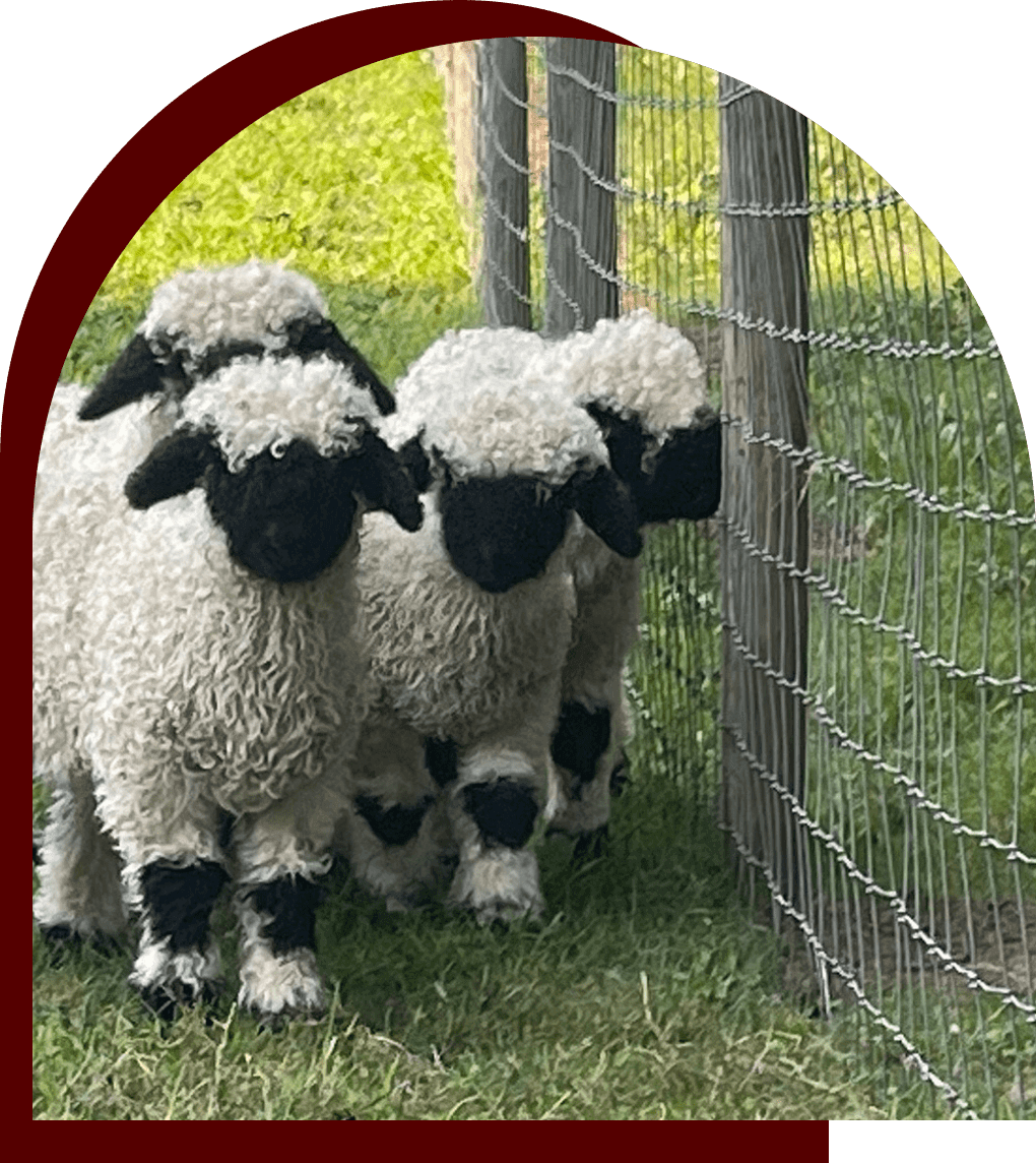 Valais Black Nose of Weeping Willow Farm