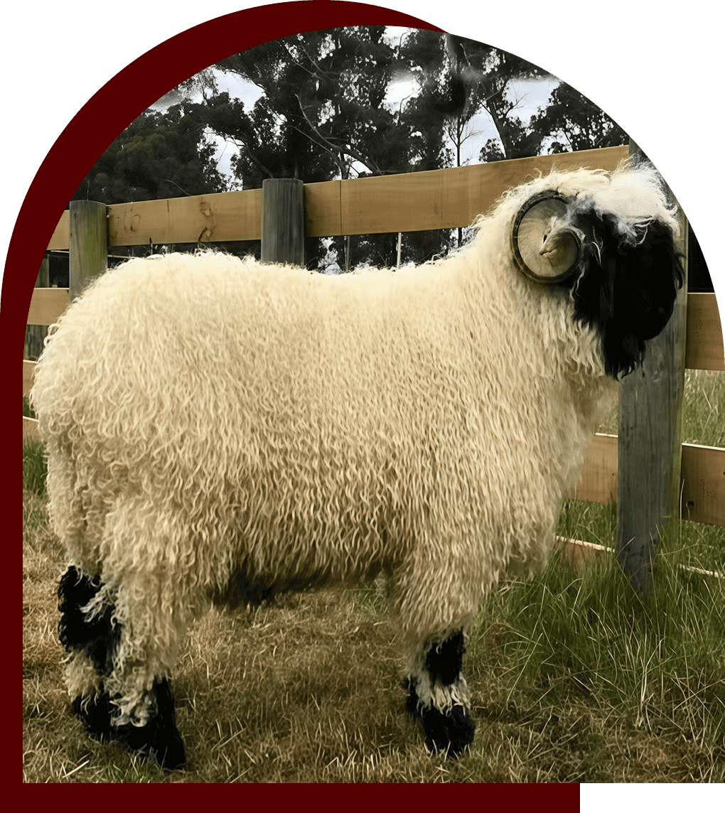 Valais Black Nose of Weeping Willow Farm