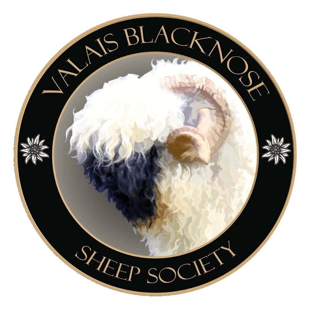 Valais Black Nose of Weeping Willow Farm