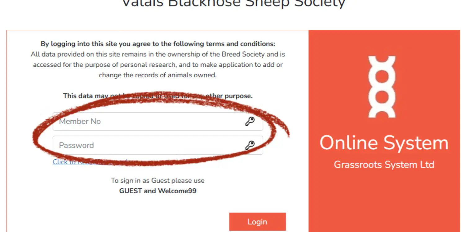 Valais Black Nose of Weeping Willow Farm