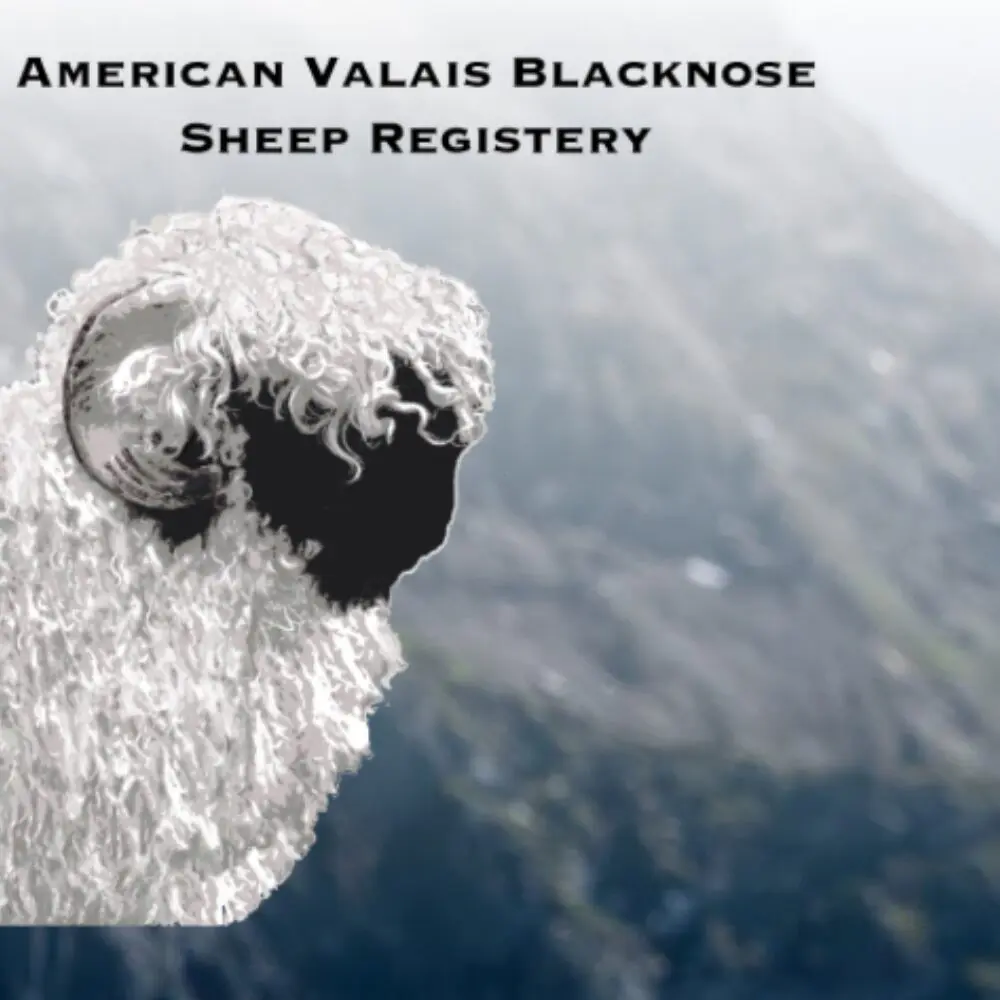 Valais Black Nose of Weeping Willow Farm