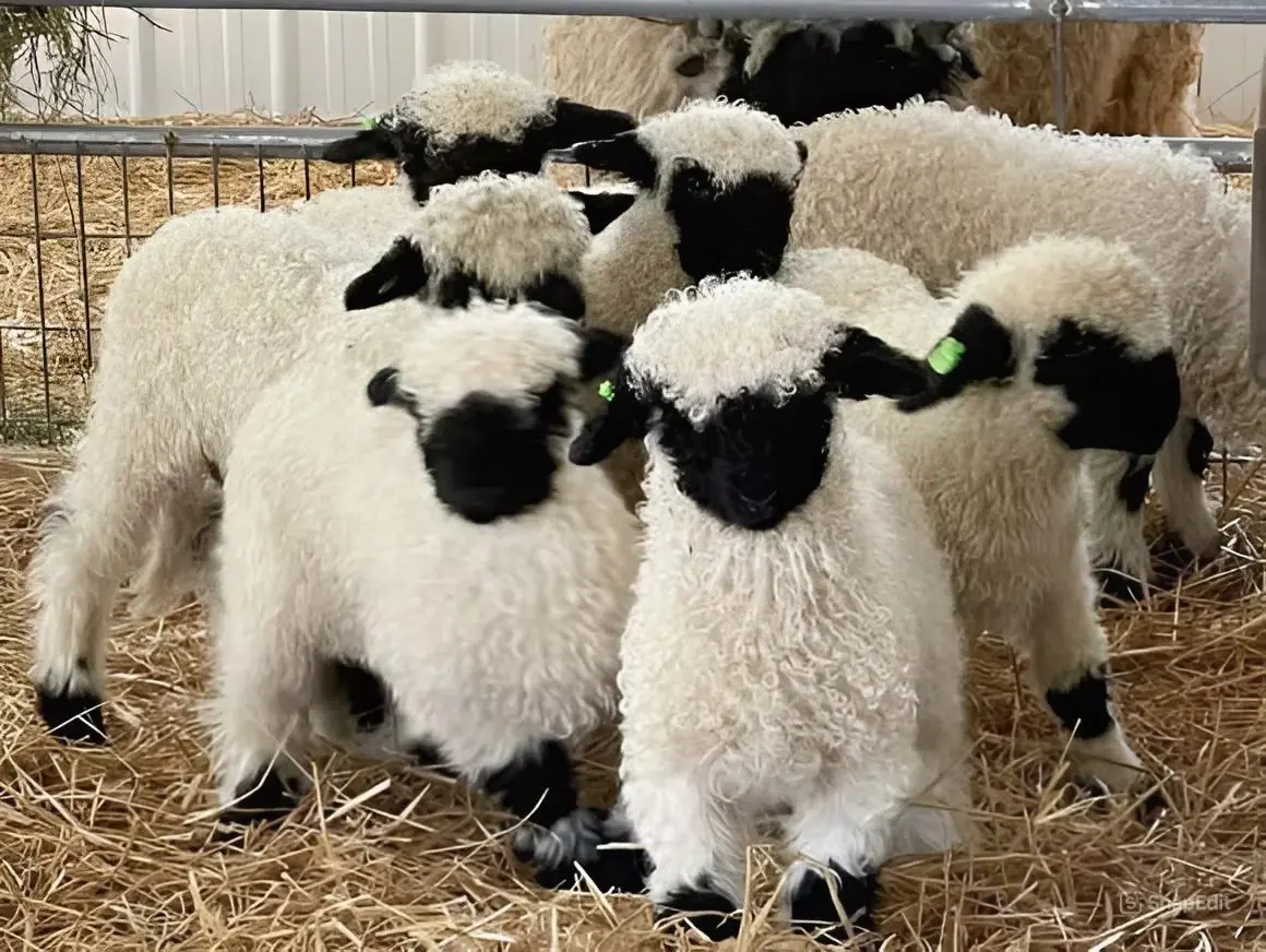 Fluffy sheep with black faces in pen.