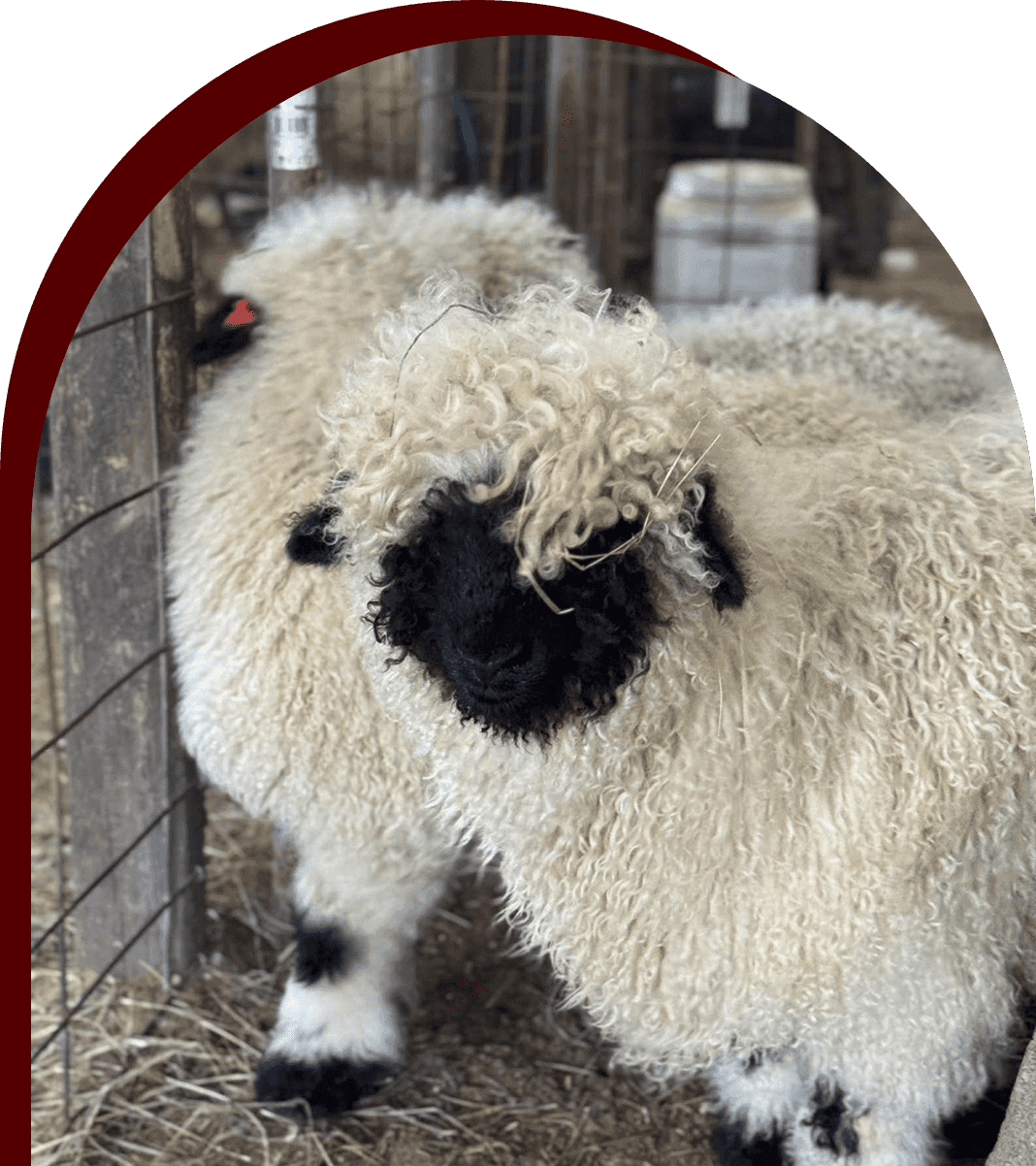 Fluffy sheep with black faces standing in a pen.