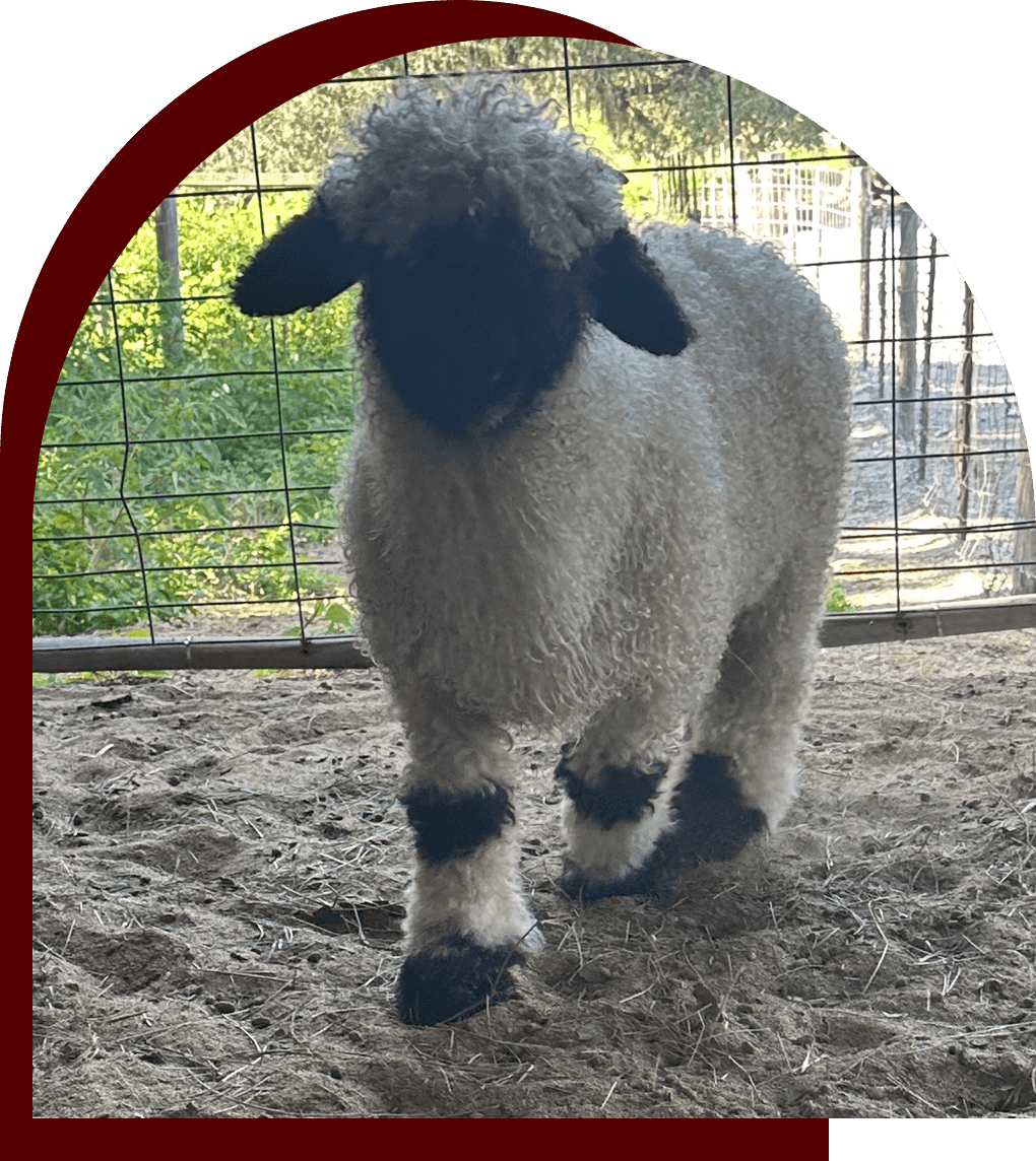 A fluffy sheep with black face and legs standing on sandy ground.