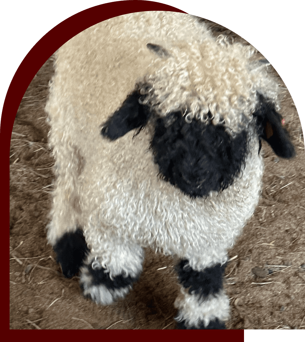 A plush sheep toy with black face and feet.