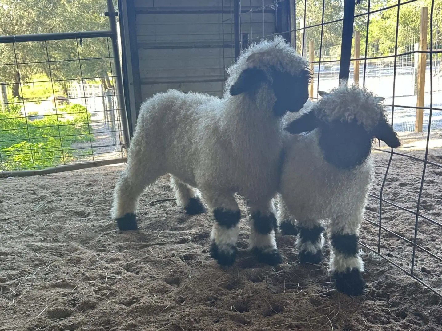 Two fluffy lambs standing together indoors near a window with sunlight.