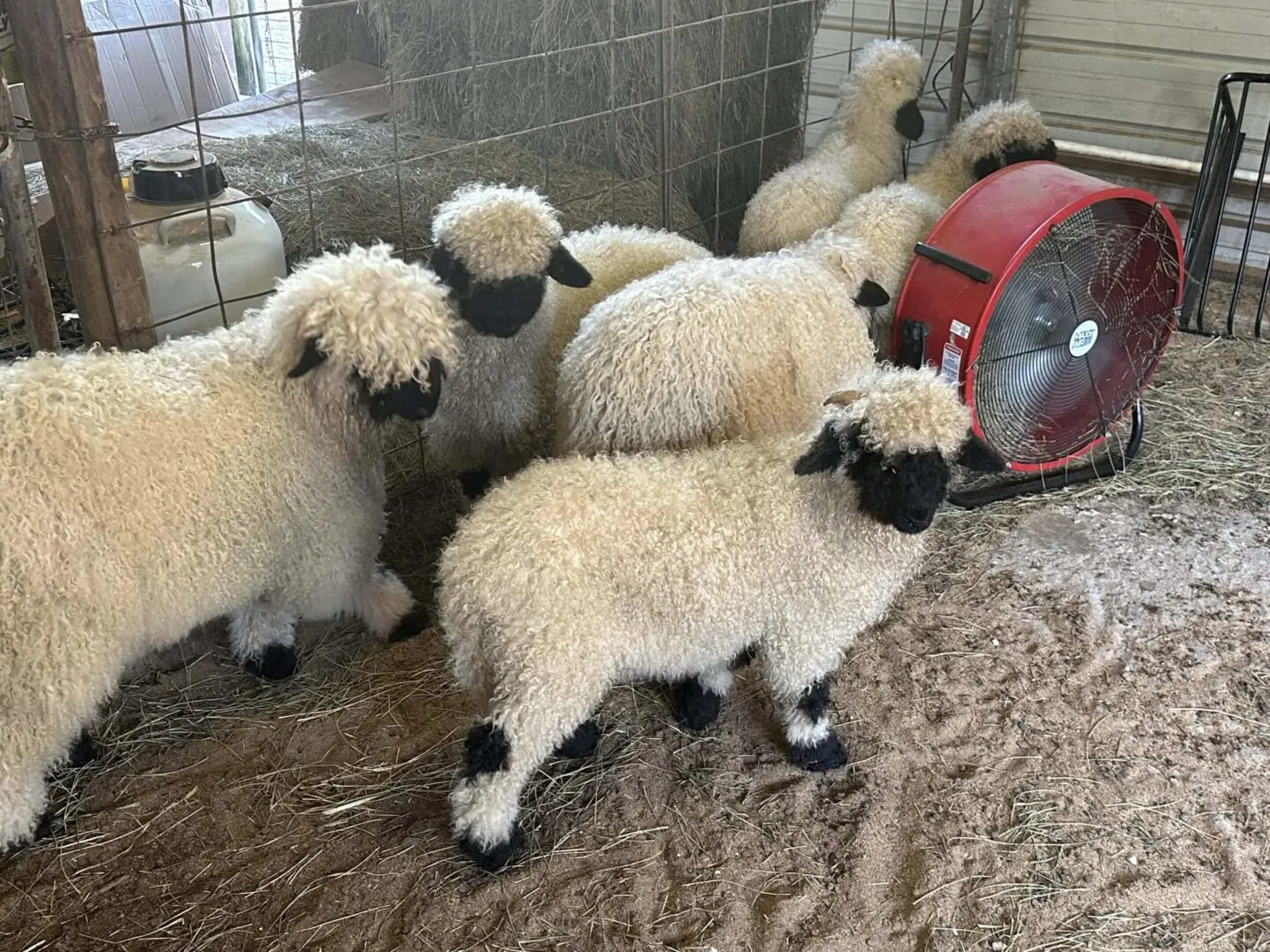 A group of fluffy lambs with black faces and legs in a pen.