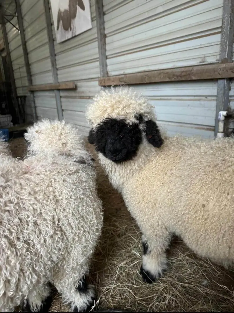 Two fluffy sheep with black faces inside a barn.