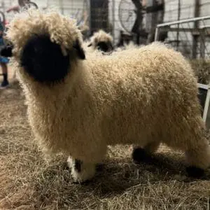 A fluffy sheep with thick wool standing indoors.