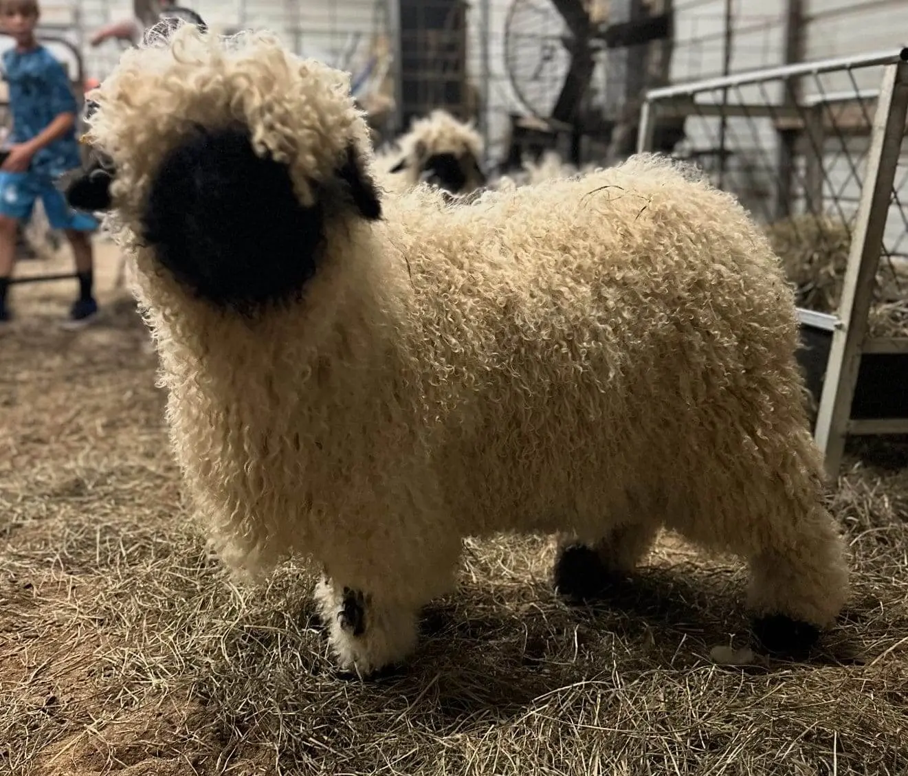 A fluffy sheep with thick wool standing indoors.