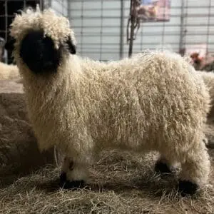 A fluffy sheep figurine with a black face and curly wool.