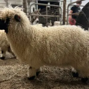 A fluffy sheep standing in a pen with other sheep nearby.