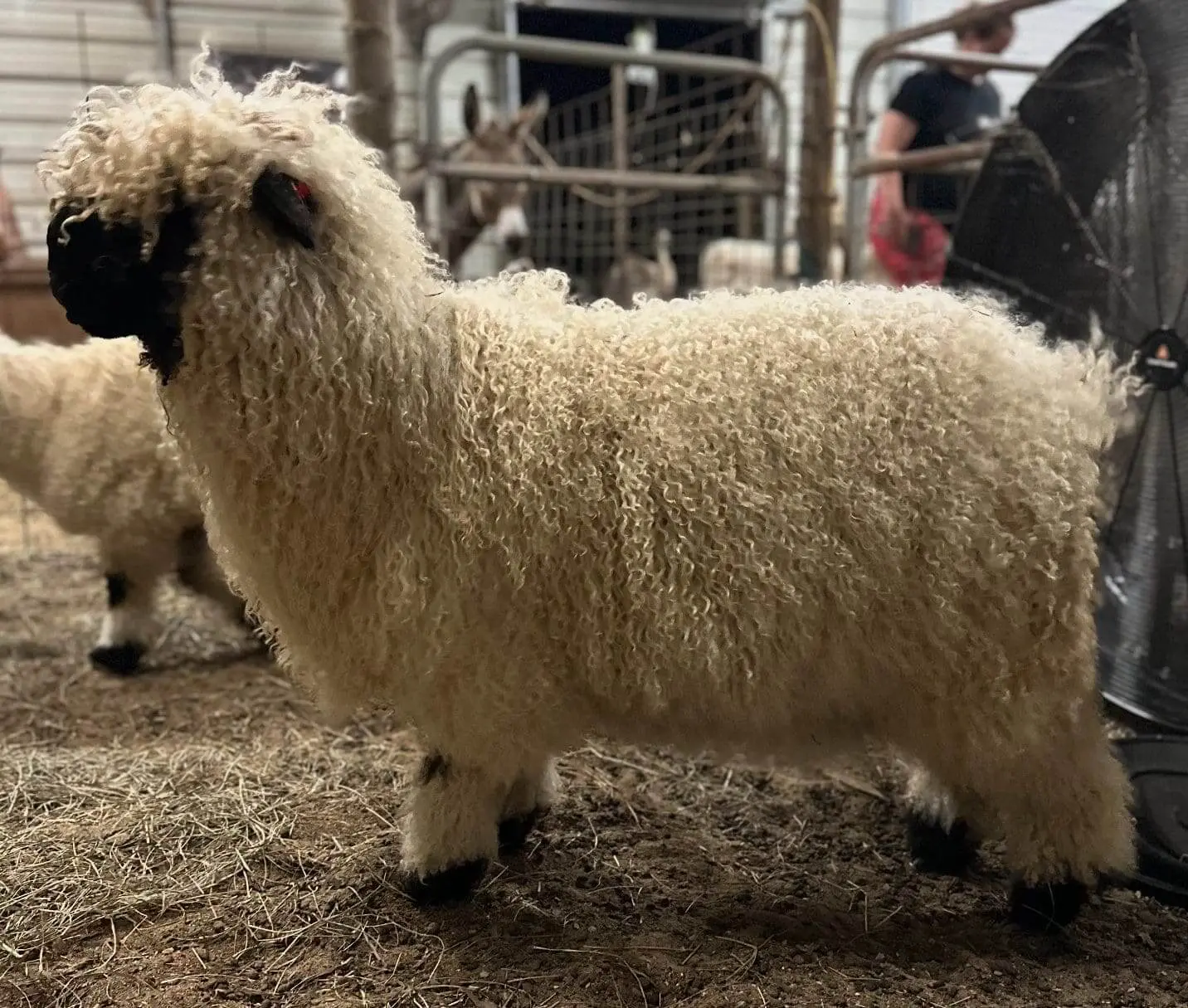 A fluffy sheep standing in a pen with other sheep nearby.