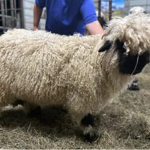A curly-haired sheep with black face and legs standing on hay.