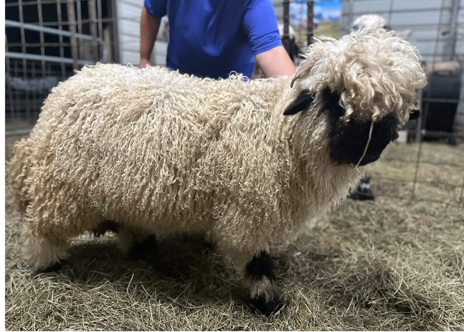 A curly-haired sheep with black face and legs standing on hay.