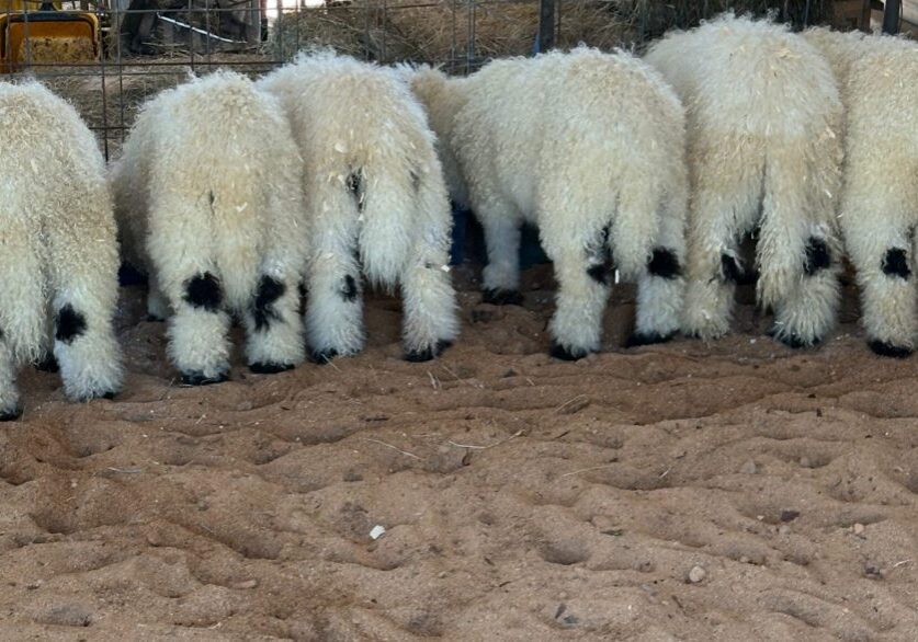 Valais Black Nose of Weeping Willow Farm