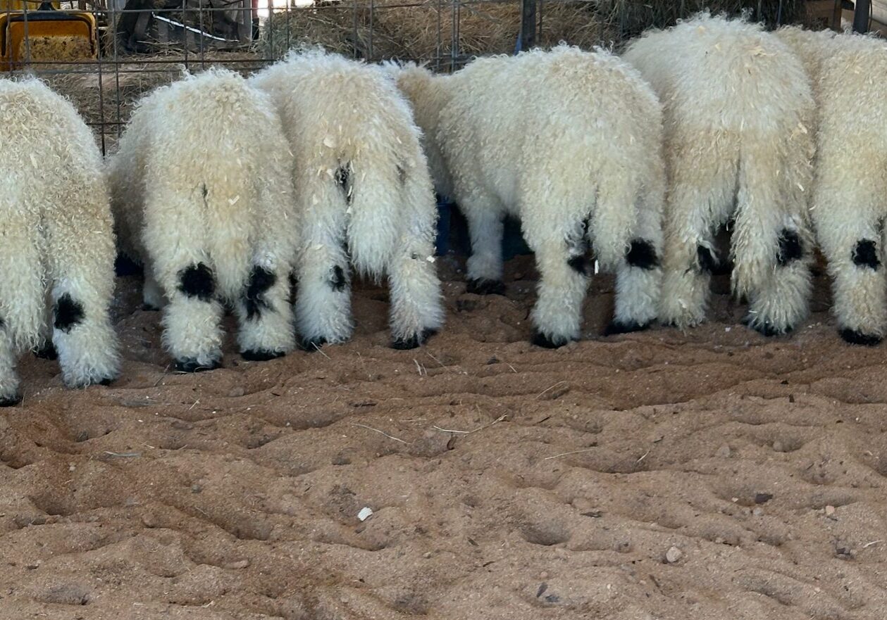 Valais Black Nose of Weeping Willow Farm