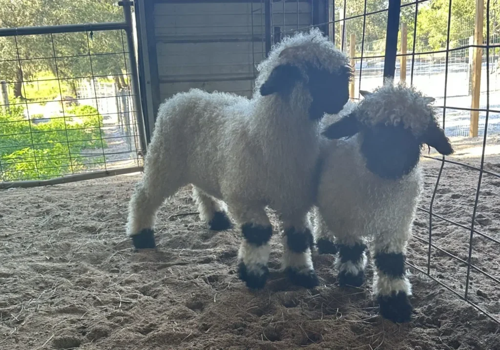 Two fluffy lambs standing together indoors near a window with sunlight.