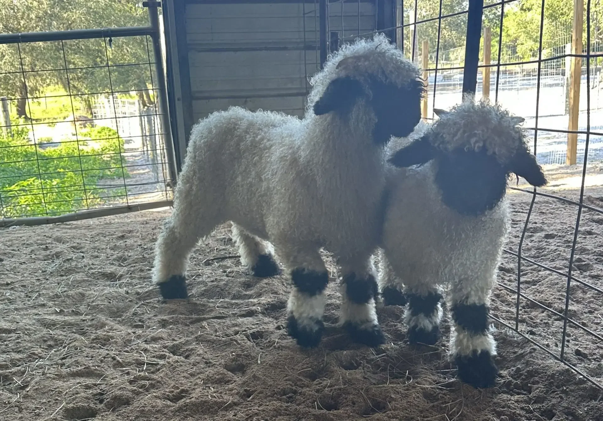 Two fluffy lambs standing together indoors near a window with sunlight.